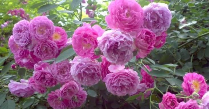 家里养上4种花，全年开花不断，养在阳台，轻松开成花海！