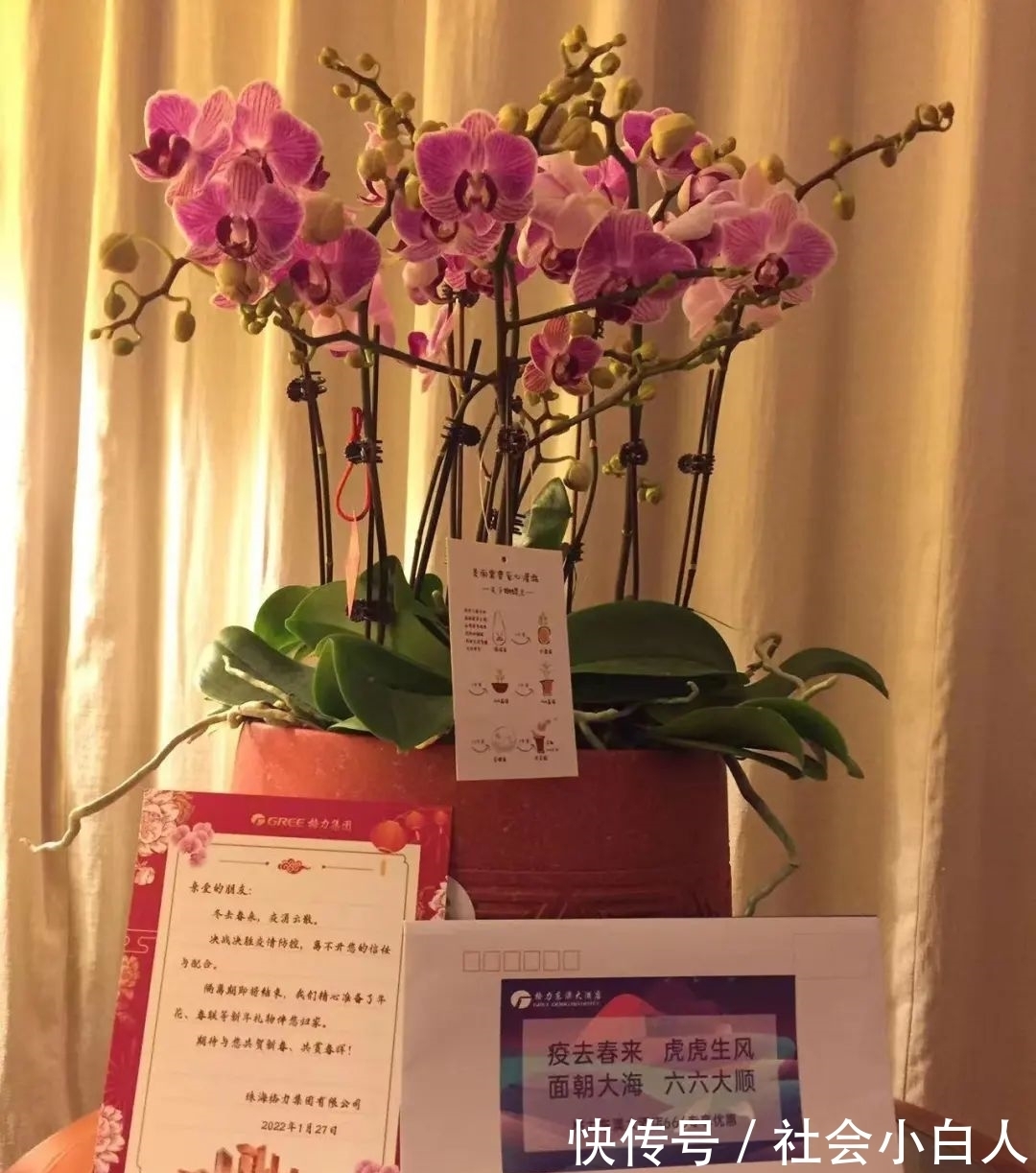 为你“花”心思!900多盆兰花,送上最美好的祝愿……