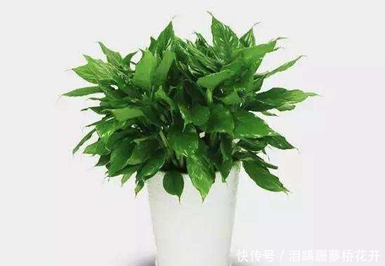 4种花夏天要“勤”浇水,浇水多开花多,不然叶片发黄不开花!