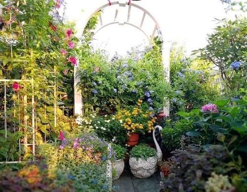 种花|如果我有“院子”,一定种此5种花,五彩斑斓长成一片“花海”