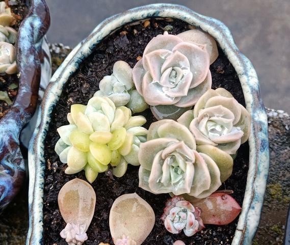  谈谈|谈谈多肉扦插，这5点不要忽略，或许可以提高多肉扦插成活几率