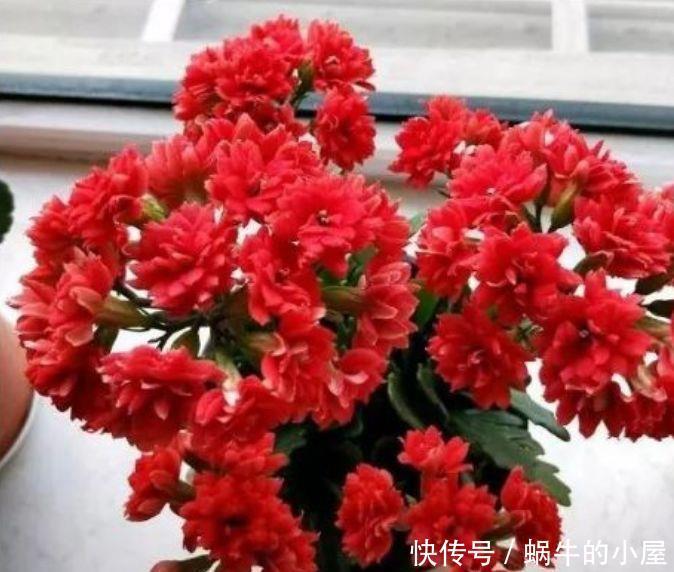 4种花适合夏天养,开花爆盆花期长,花大色艳很漂亮,谁养谁爱