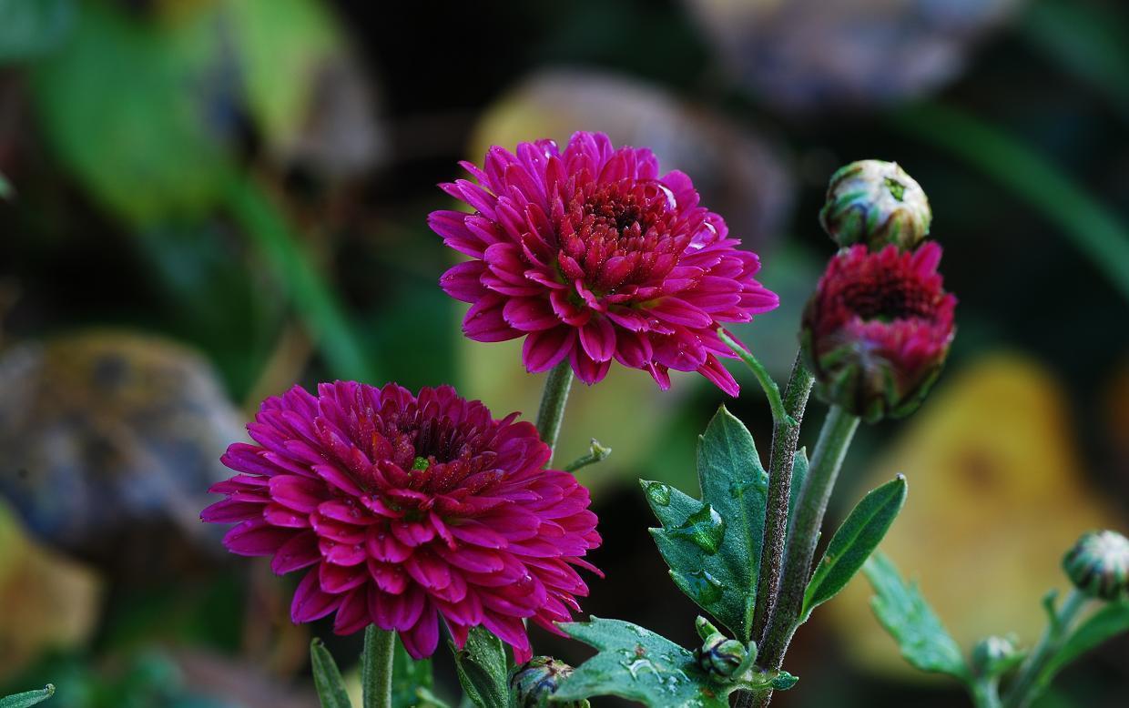 养花试试这款,一定要有足够的光照时间,花才能开得非常鲜艳