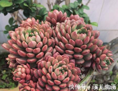 红宝石|5种漂亮多肉,好看又好养,上色美长满盆,值得拥有!