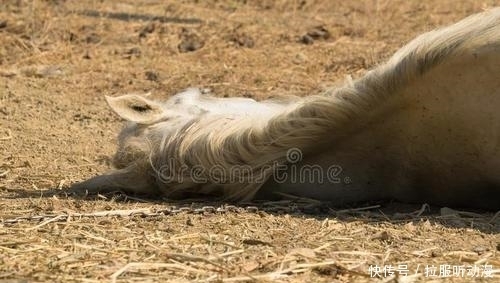 睡床|楚庄王有多荒唐,竟然让爱马穿衣睡床,马死后派大臣们给它送葬