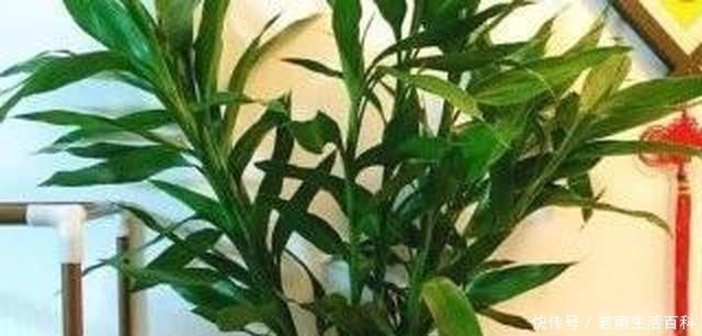 阿司匹林|黄豆水养花太臭,用这种药片养花,肥效足,根壮叶绿,养啥都旺