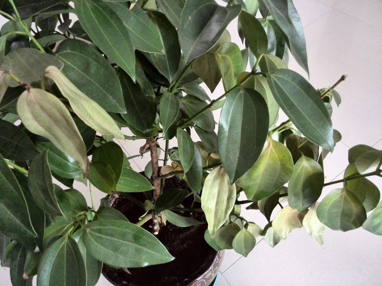 噌噌|这花就要穷养,花盆越小长得就越好,叶片油亮,噌噌蹿到一米高