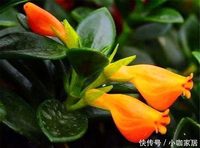 牢记|冬天养金鱼吊兰,“3喜1怕”要牢记,学会了叶子翠绿花满枝头