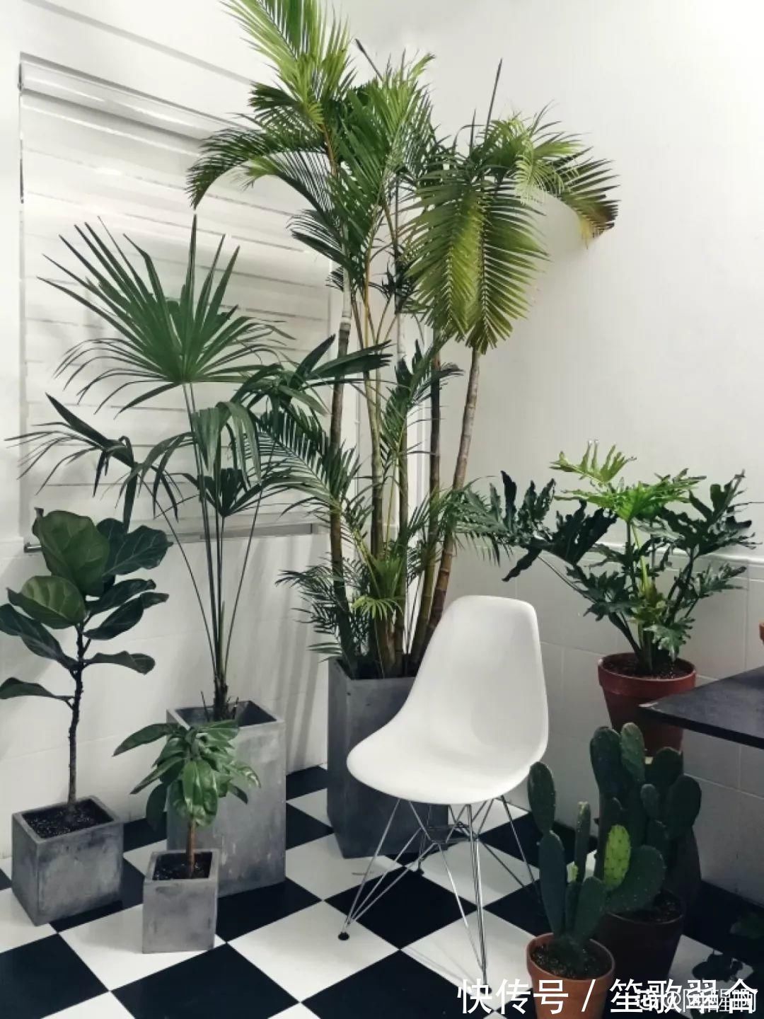 叶片|人养花,花也养人,家里养这10种花,越养越健康