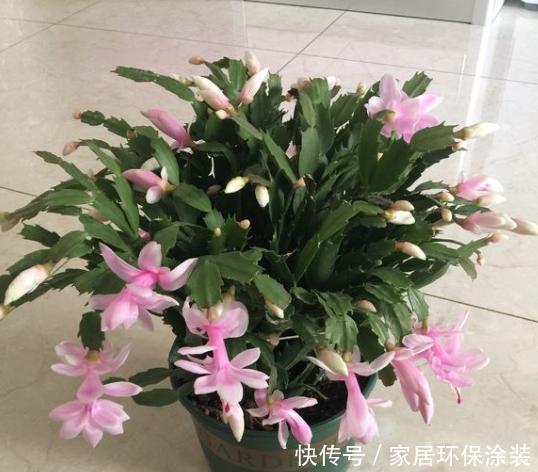 蟹爪兰叶片又干又瘪怎么办?教你几招,叶片快恢复,翠绿肥厚