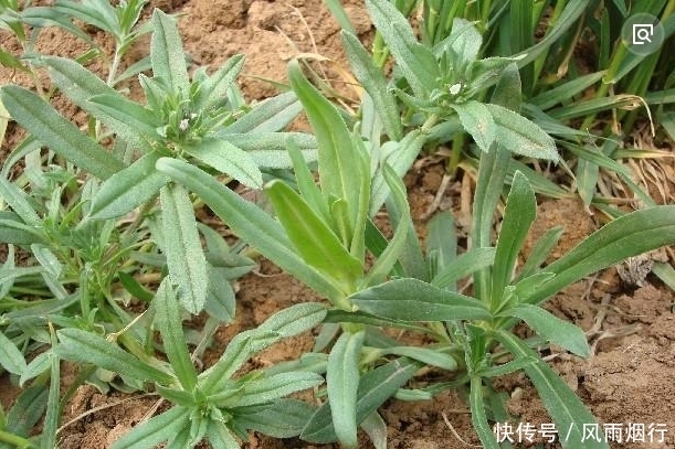 乙型脑炎|农村这些野菜比保健品都好，尤其第3种，不看永远不知道，