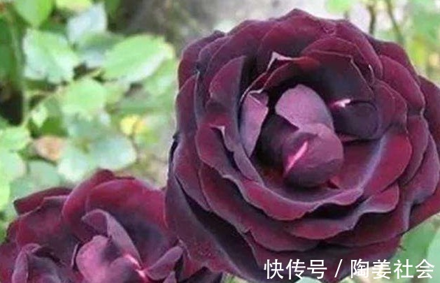 喜欢菊花,不如试试“精品玫瑰”路易十四,高贵典雅,羡煞旁人!