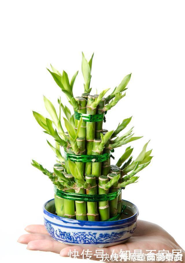 发黄|腊月不可错过的5种富贵花，随便养一盆，富贵上门来