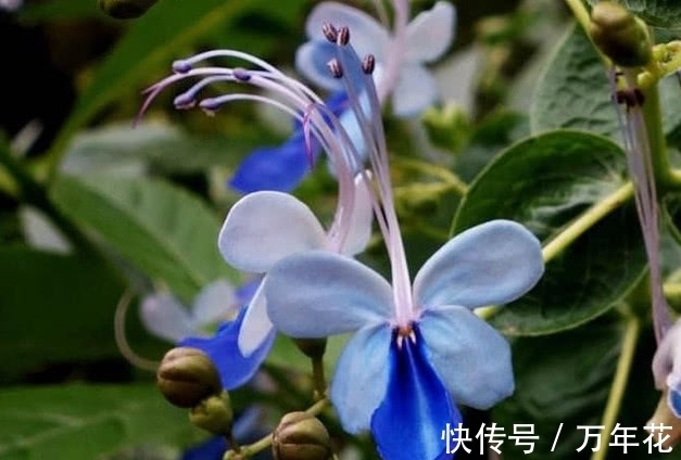 世上最奇异的“5种花”，1个比1个奇葩，太难得一见，第3个正盛开