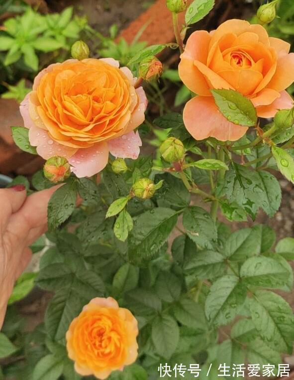 4种喜光花卉,越是多晒太阳,越是花繁叶茂,鲜艳貌美