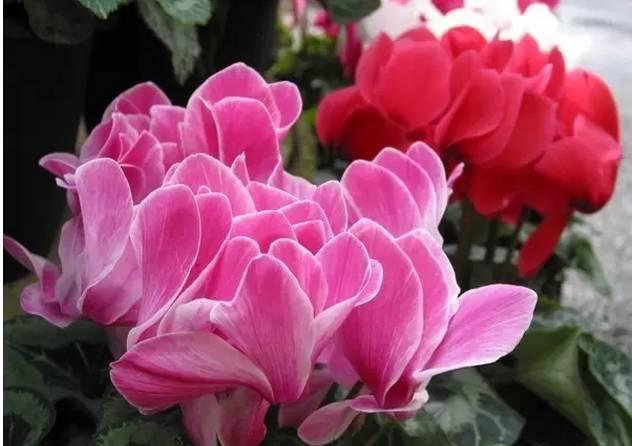 霜降之后，种上这些开花的绿植，花开富贵，寓意红红火火开门大吉