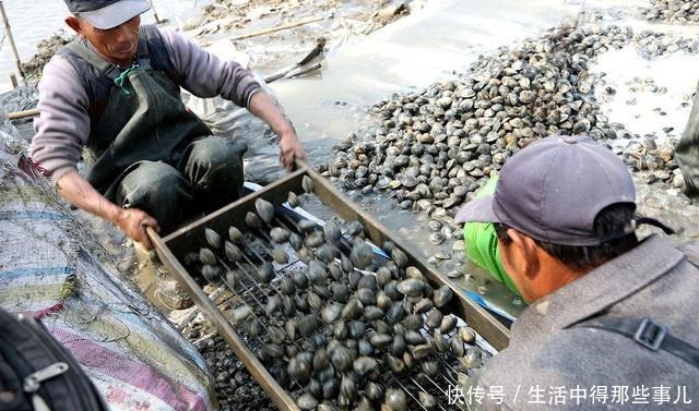  洗花蛤时，万万别只用盐水泡，教你1招，保证花蛤狂吐沙、拦不住