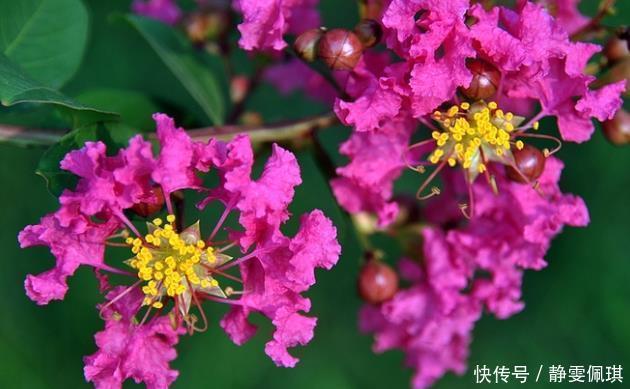 新手|新手养护花卉，就养此花中精品，越晒越旺，给点水直接爆满的花卉