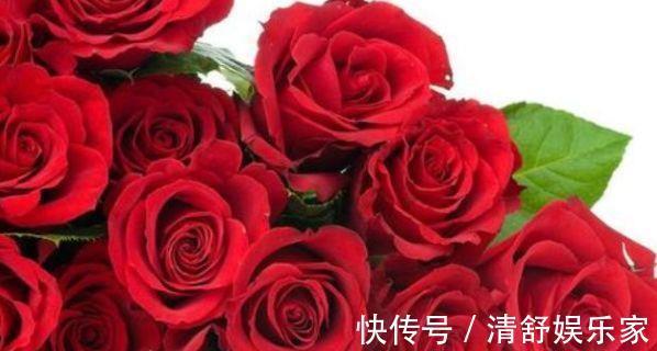 灰姑娘|喜欢玫瑰，就养“高档玫瑰”探索者，花开层层浪漫，梦幻惹人爱