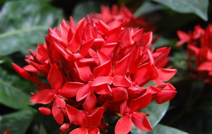 几种植物养在阳台,花色繁多易爆盆,娇艳欲滴,开出一片花海