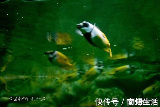 芭提雅|泰国水族馆的怪象：欧美游客最爱去，中国游客零零散散