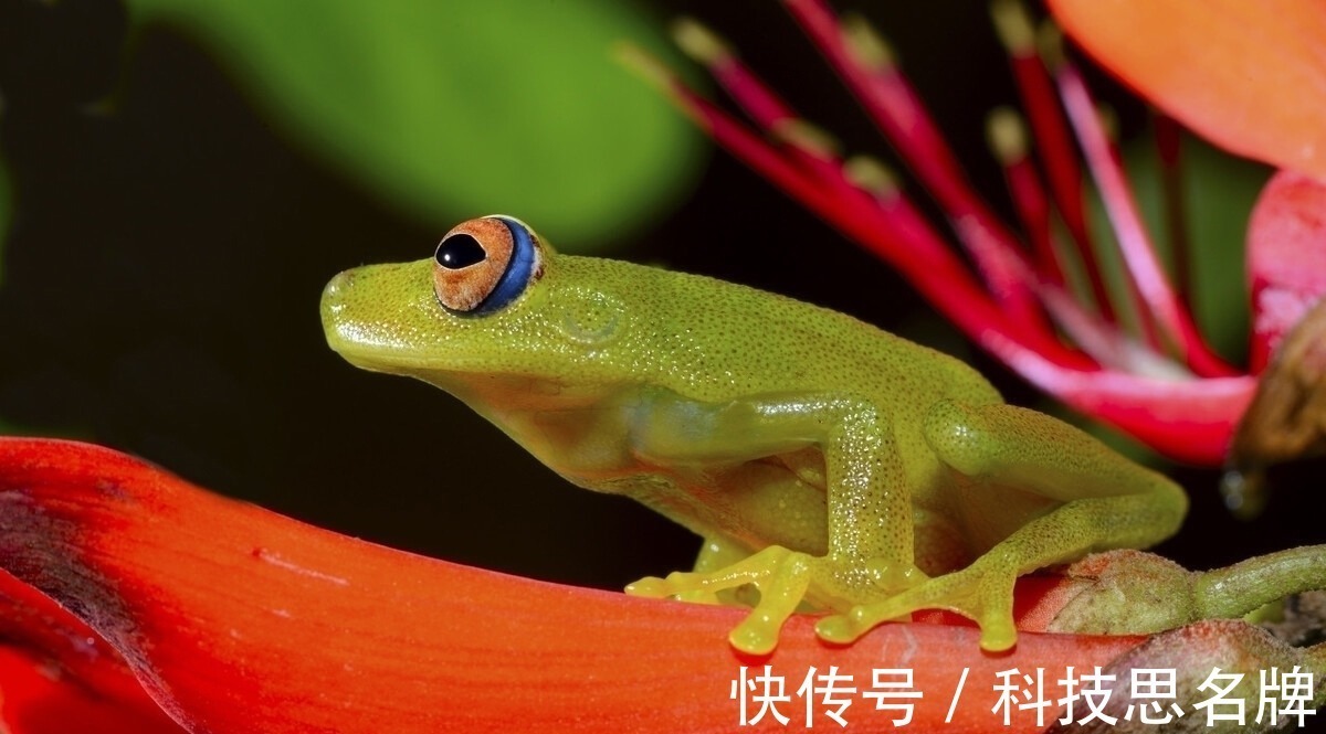 两栖动物&精雕玉琢知汝心,五脏六腑能一览无余的玻璃蛙,却是动物界好父母