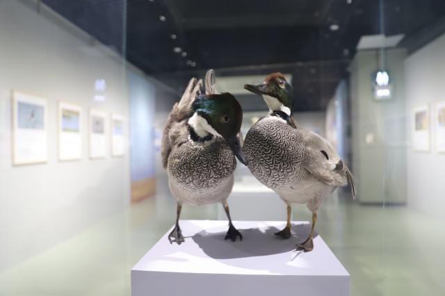  乌梁素海|“大美乌梁素海·鸟类生态艺术作品展”18日在内蒙古自然博物馆开展