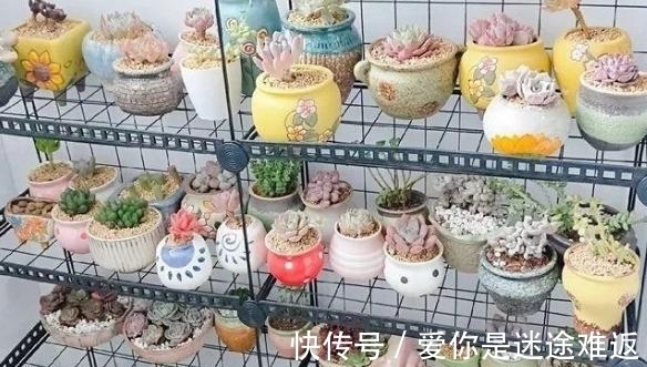 二九寒天,养多肉,想保命就得做到这“3多1少”