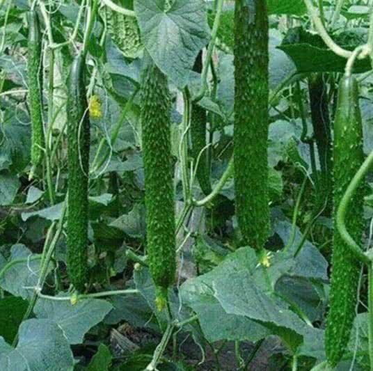 美容养颜|女性不想显老,常吃3种蔬菜,抗衰护肤,美容养颜,建议多吃!