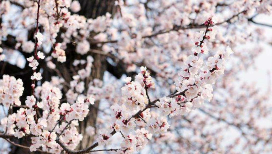 李商隐这首《落花》写得很是伤感,肠断未忍扫,眼穿仍欲归