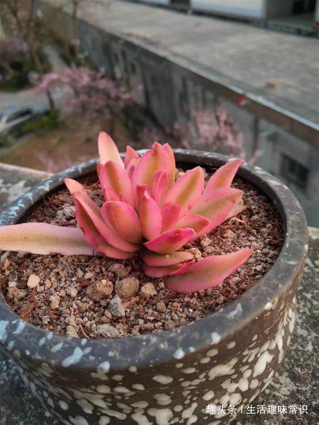 蛋壳掺土“喂”多肉植物,生的熟的用哪种