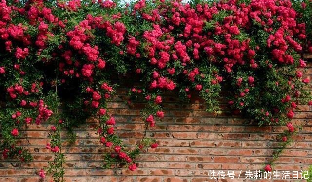 此花我国特有，种植方法简单，花期长达220天，花香不输给桂花！