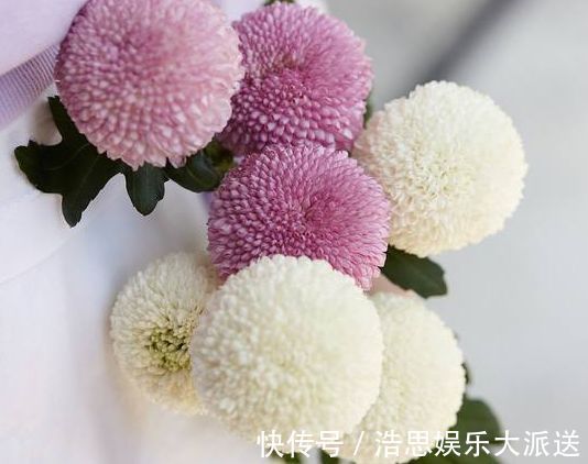 菊花|喜欢菊花,不如养盆“稀世牡丹”日本红,花色艳丽,红艳欲滴!