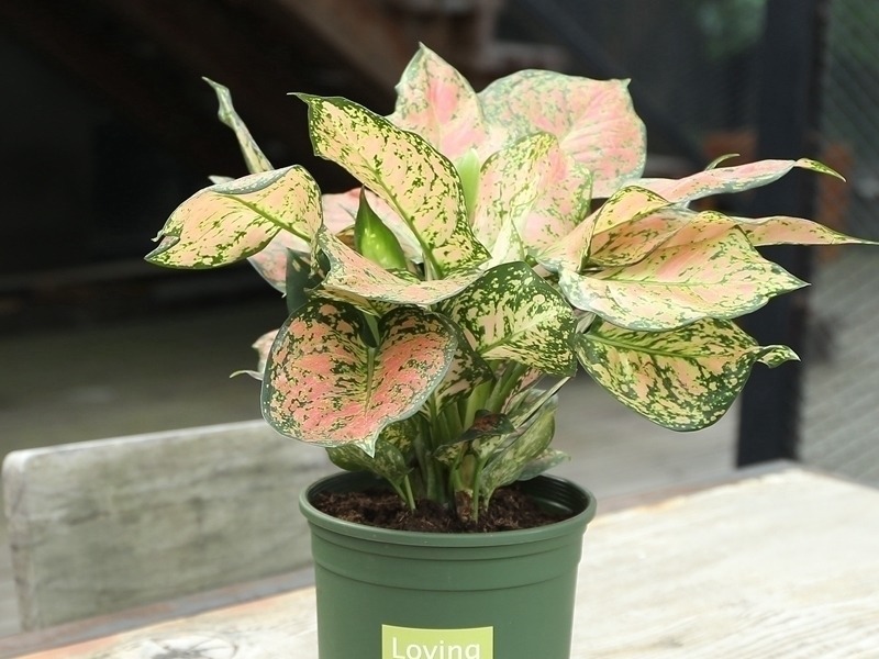 跑断腿买不到的6种盆栽长得特别快,清新空气还驱蚊,最适合夏天