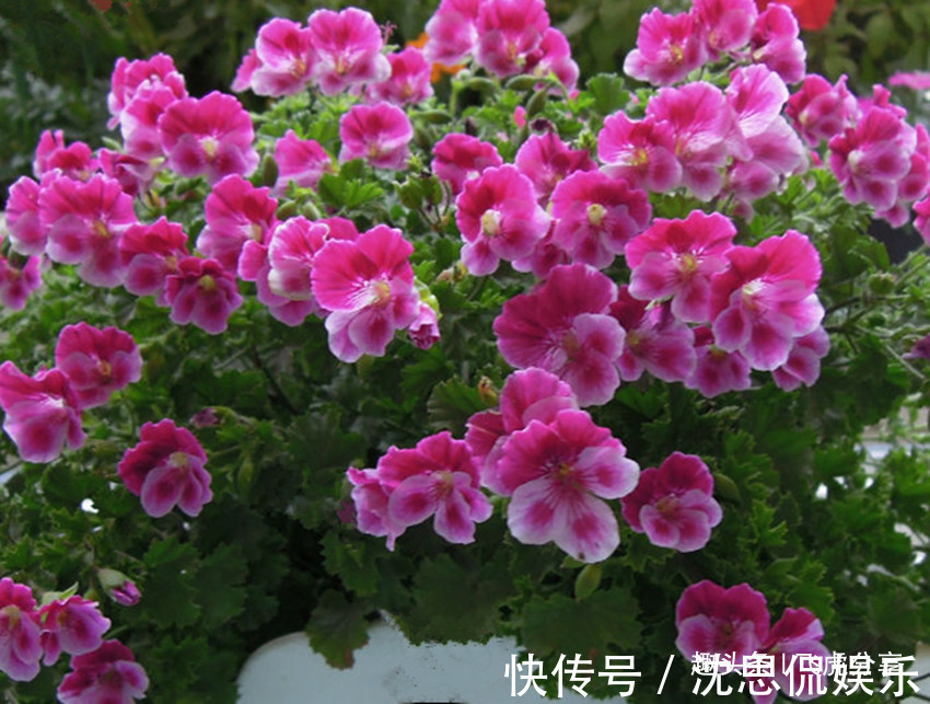 一开花就爆盆的六种盆栽，家里养几盆，瞬间变花海