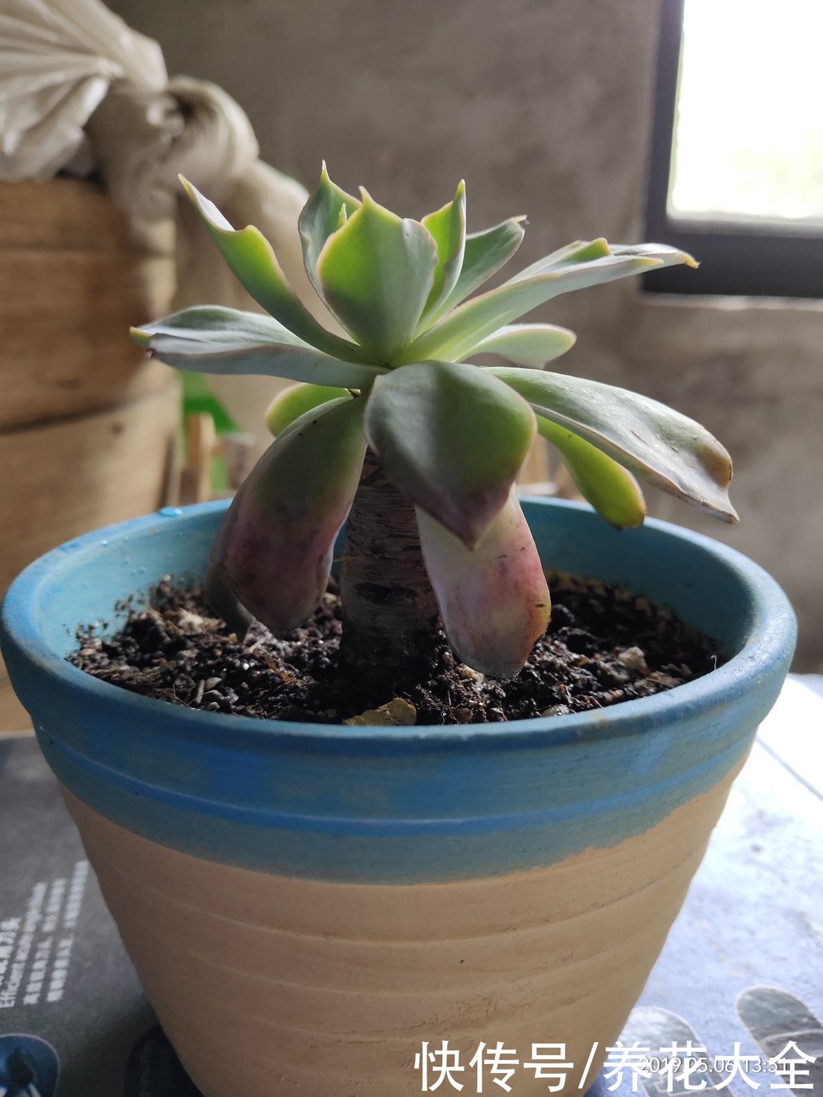 观音莲|多肉“摊大饼”，解决这3点，叶片挺拔还肥大