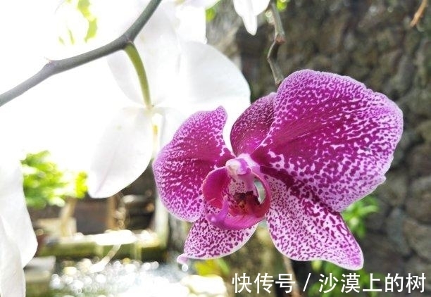 难舍|三周以后,街角偶遇,表明爱意,旧情难舍,姻缘再续,白首不离