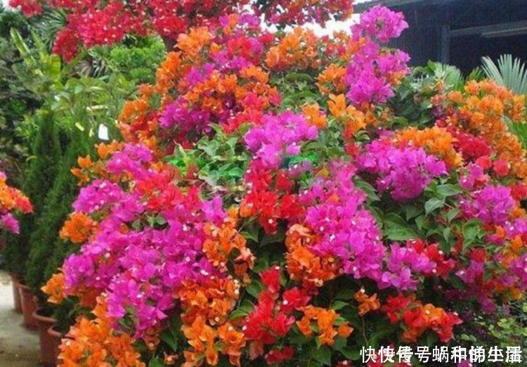 营养土|4种花养家里,美成了花园,名字好听,开更美,开花漂亮上档次!