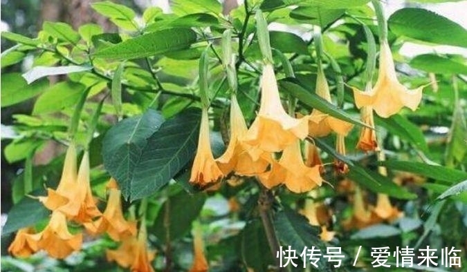 曼陀罗花|养花试试此几款,花量超大的,天气越热,开花越美