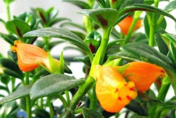 金鱼吊兰不开花用这种办法,猛爆“小金鱼”!