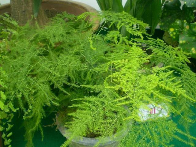 文竹黄叶不要慌,这“3种”物品,兑水浇盆里,黄叶全不见!