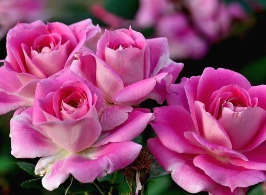 长花|居家就养此款花卉,从年初开到年尾,花期长花量大,还特漂亮