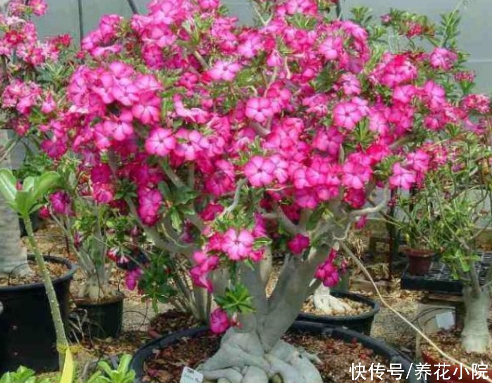 家里养4种“耐旱花”，冬天记得要控水，不然烂根又落叶