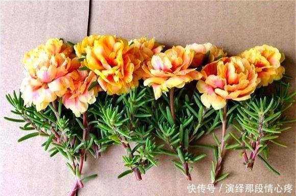 花卉|阳台再小也要养盆“它”,花开似牡丹,从春开到冬,四季有花赏!