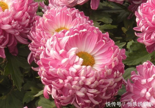 养菊花,秋季做好“一不三充足”,快速出花苞,开花爆盆到冬季