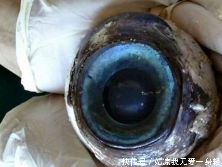 大爷|大爷捡到一块奇异的石头,表面蓝色,还会泛光