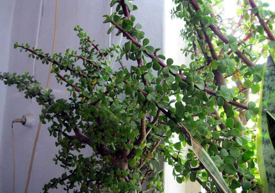 植株|马齿苋树的老桩养成之路，根据发生时间的不同，3种不同修剪方法