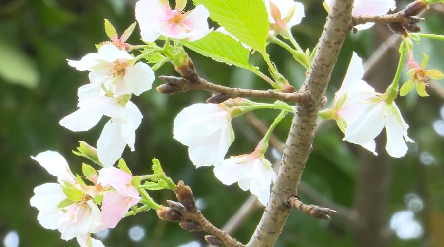 桂花|奇！富春江边樱花桂花齐开放