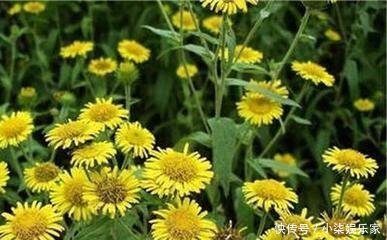 乡村|小黄花在河边的乡村曾经很常见,今天因为其药用价值10元一斤