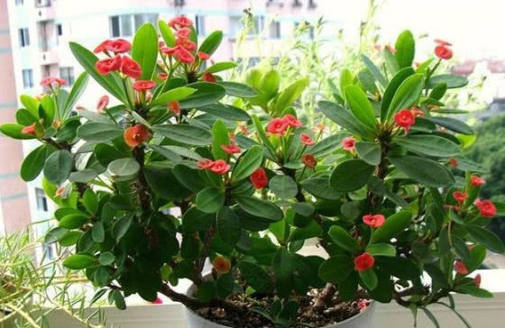 夹竹桃|家里不能养的3种花,再漂亮也别买,茎、叶都有剧毒,要远离